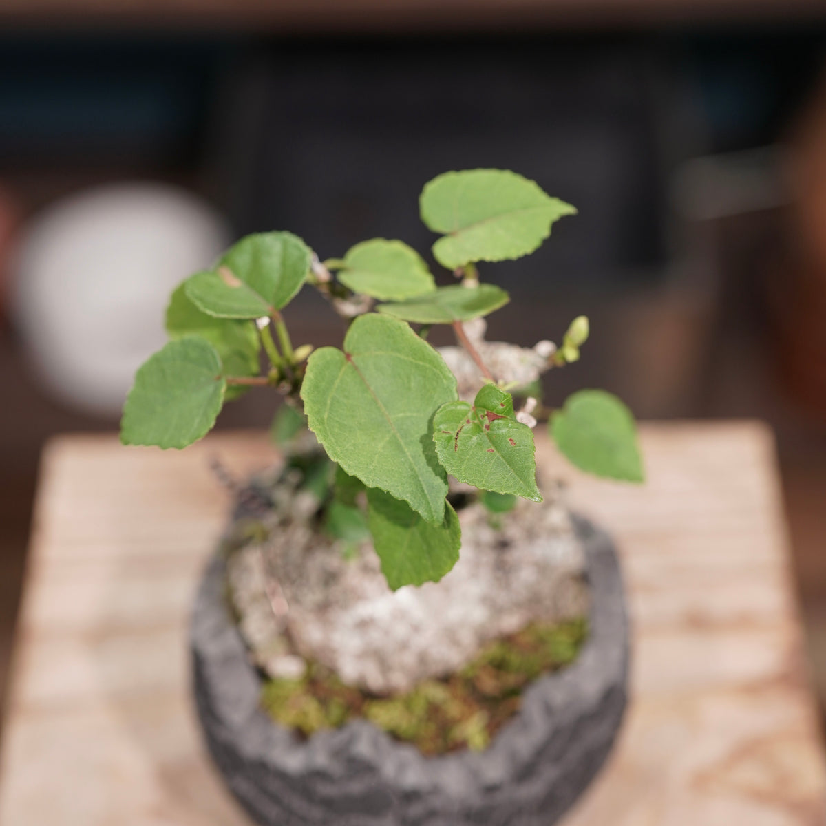 Hibiscus tiliaceus L.(オオハマボウ) × konect tokyo “fang” ss