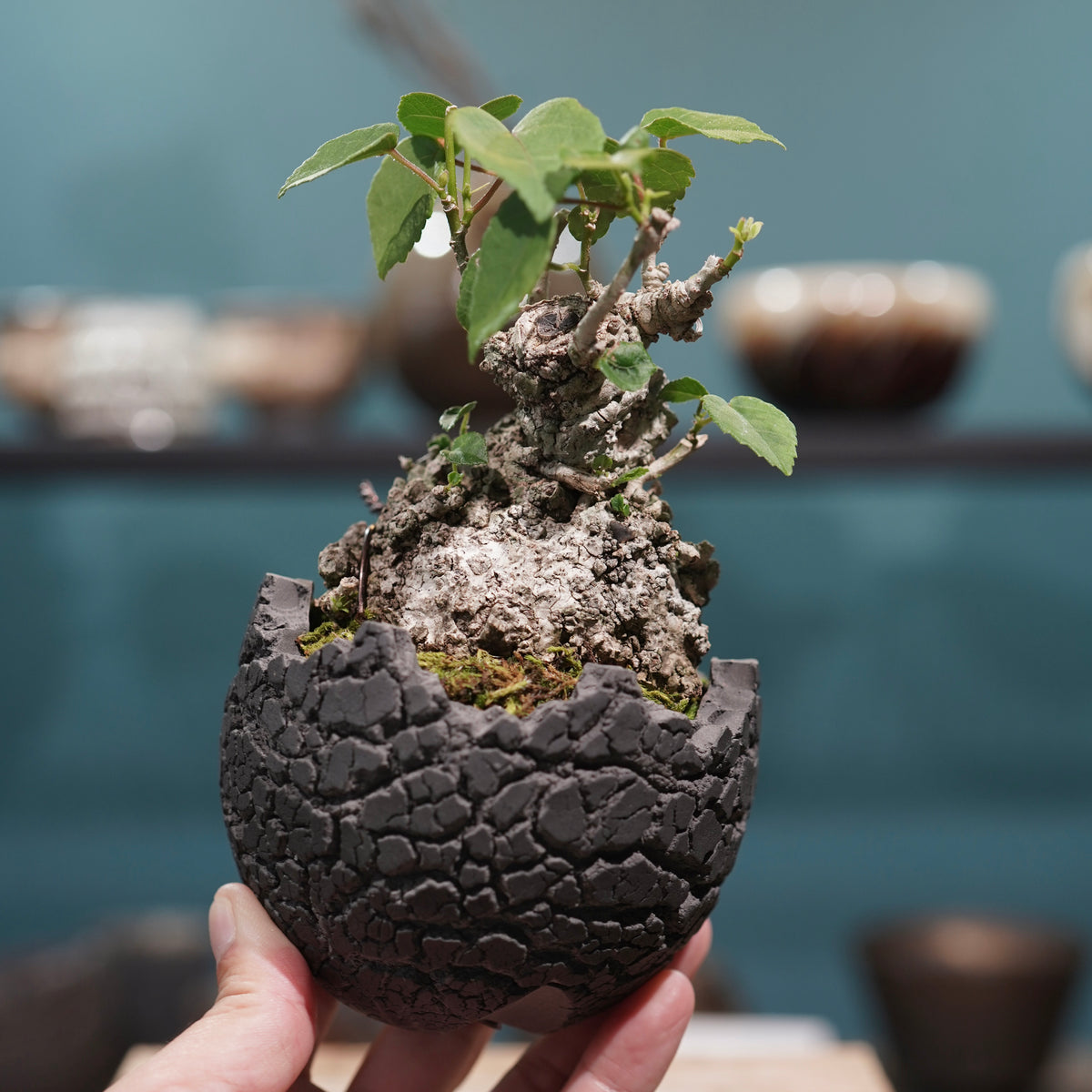 Hibiscus tiliaceus L.(オオハマボウ) × konect tokyo “fang” ss