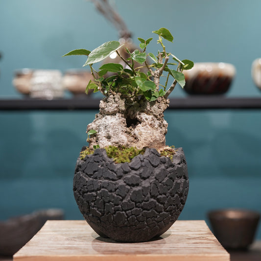 Hibiscus tiliaceus L.(オオハマボウ) × konect tokyo “fang” s