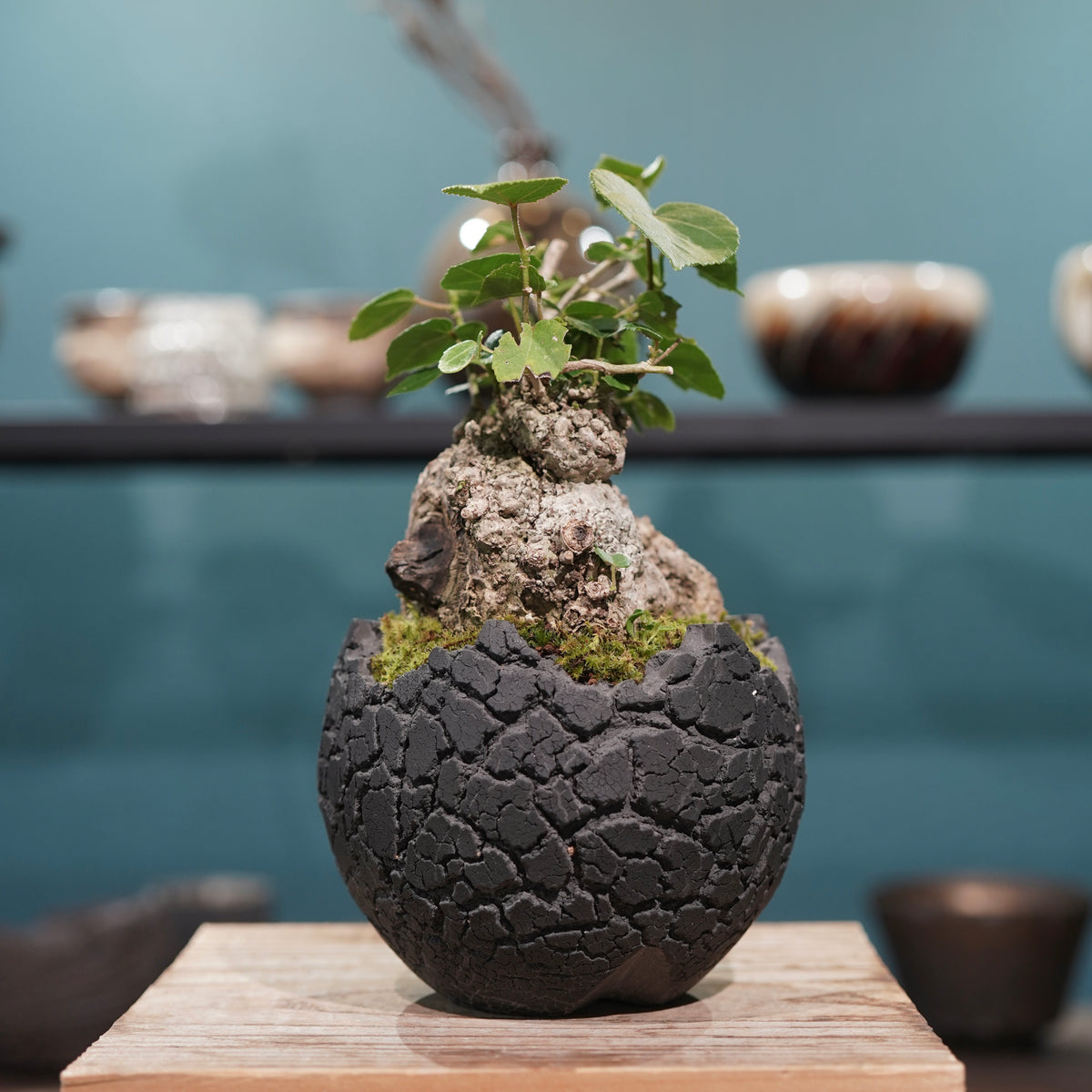 Hibiscus tiliaceus L.(オオハマボウ) × konect tokyo “fang” s