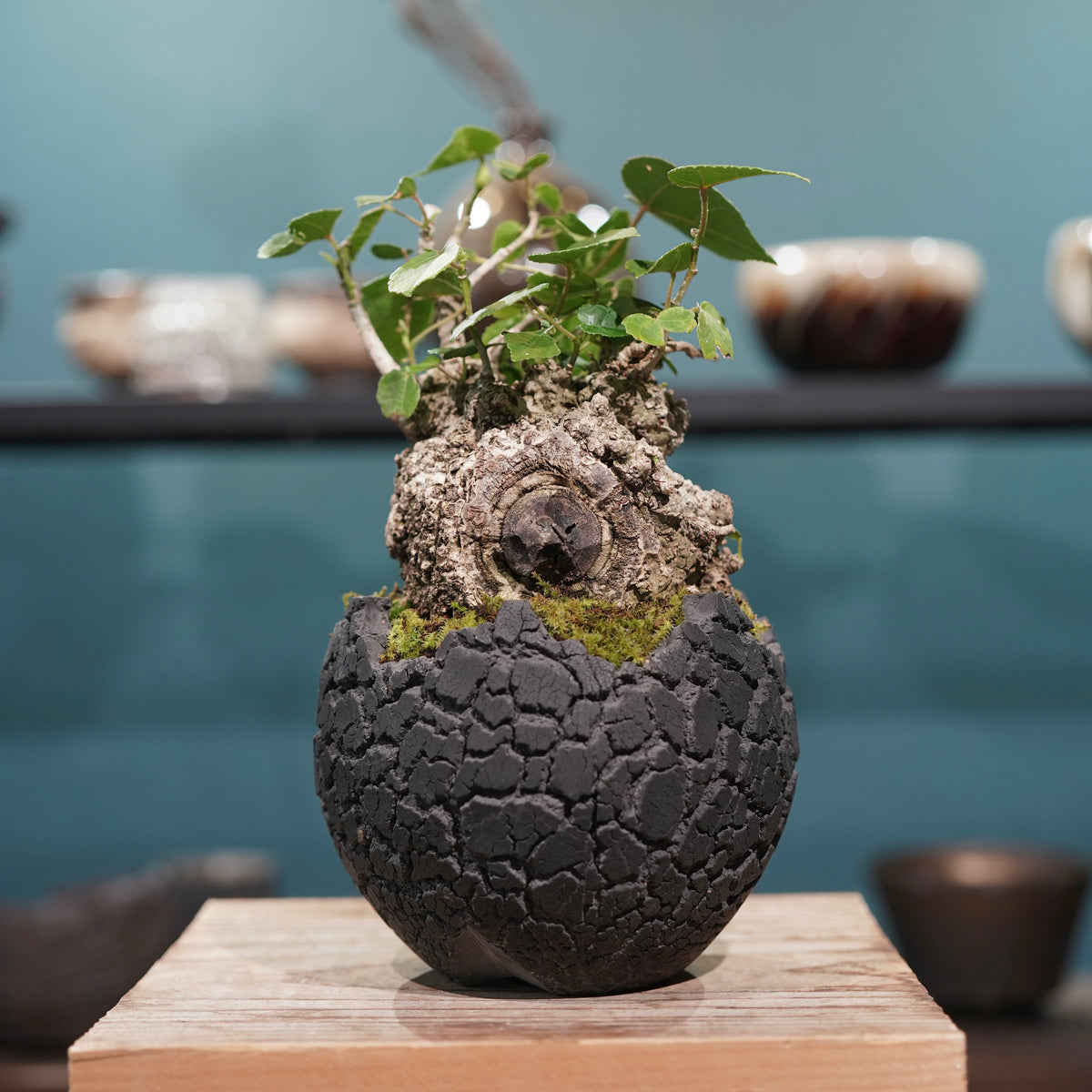 Hibiscus tiliaceus L.(オオハマボウ) × konect tokyo “fang” s
