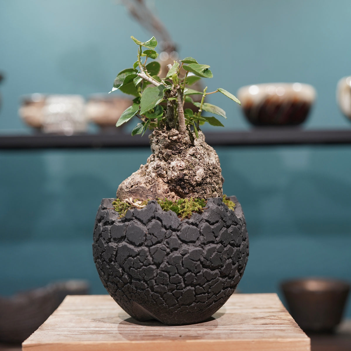 Hibiscus tiliaceus L.(オオハマボウ) × konect tokyo “fang” s