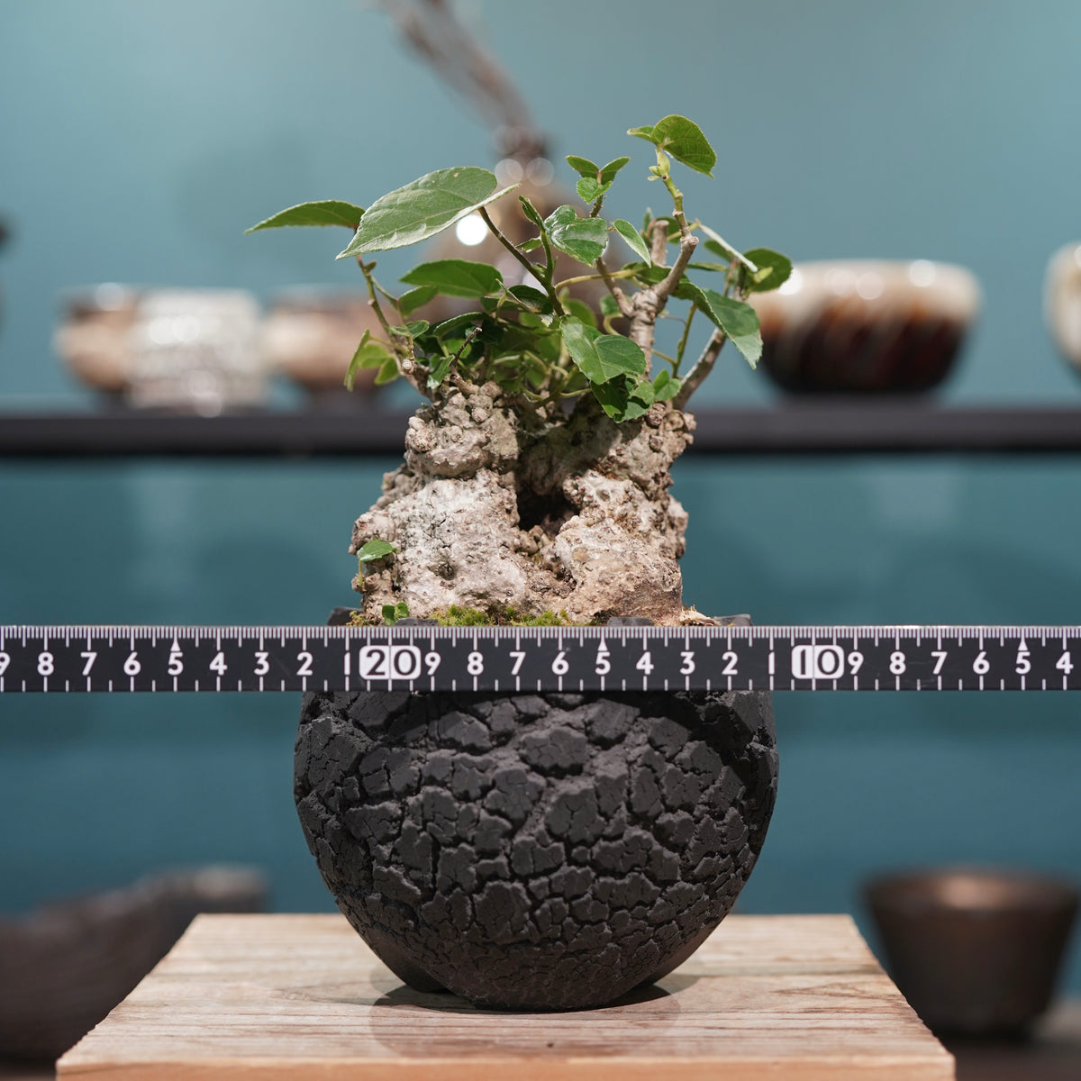 Hibiscus tiliaceus L.(オオハマボウ) × konect tokyo “fang” s