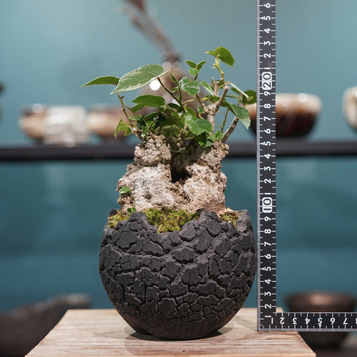 Hibiscus tiliaceus L.(オオハマボウ) × konect tokyo “fang” s