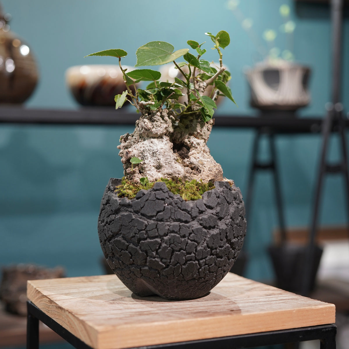 Hibiscus tiliaceus L.(オオハマボウ) × konect tokyo “fang” s