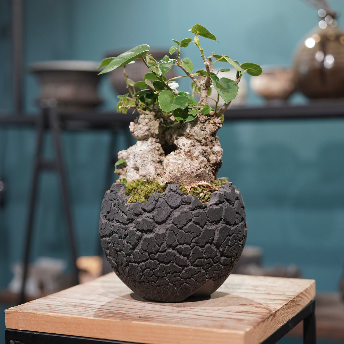 Hibiscus tiliaceus L.(オオハマボウ) × konect tokyo “fang” s