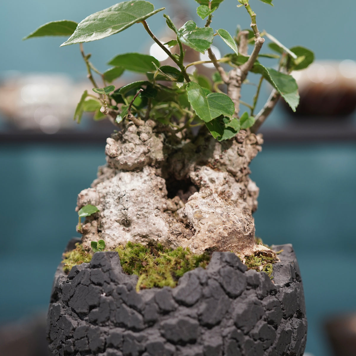 Hibiscus tiliaceus L.(オオハマボウ) × konect tokyo “fang” s