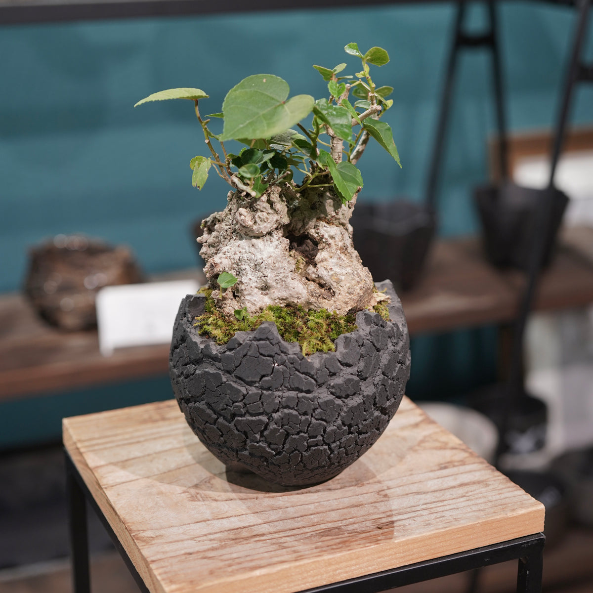 Hibiscus tiliaceus L.(オオハマボウ) × konect tokyo “fang” s