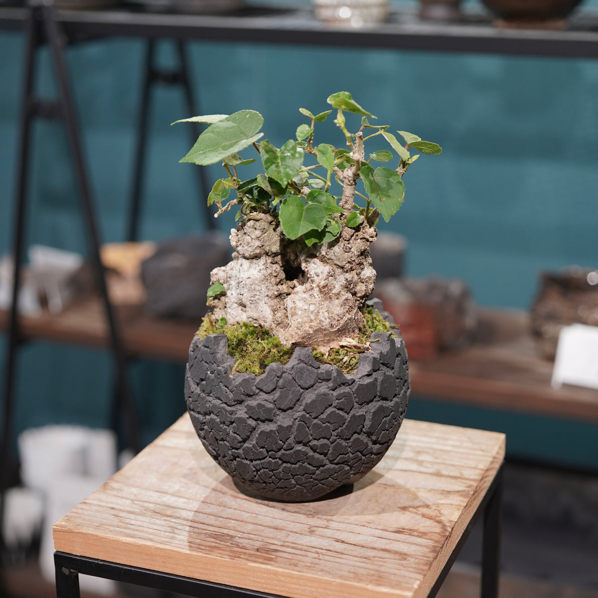 Hibiscus tiliaceus L.(オオハマボウ) × konect tokyo “fang” s