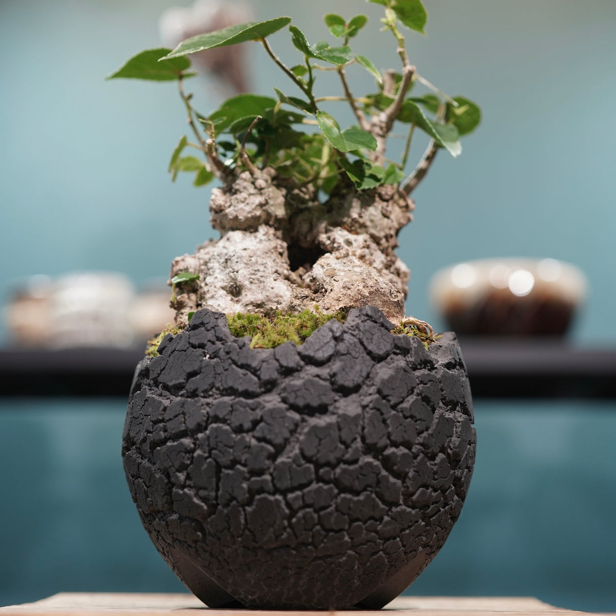 Hibiscus tiliaceus L.(オオハマボウ) × konect tokyo “fang” s