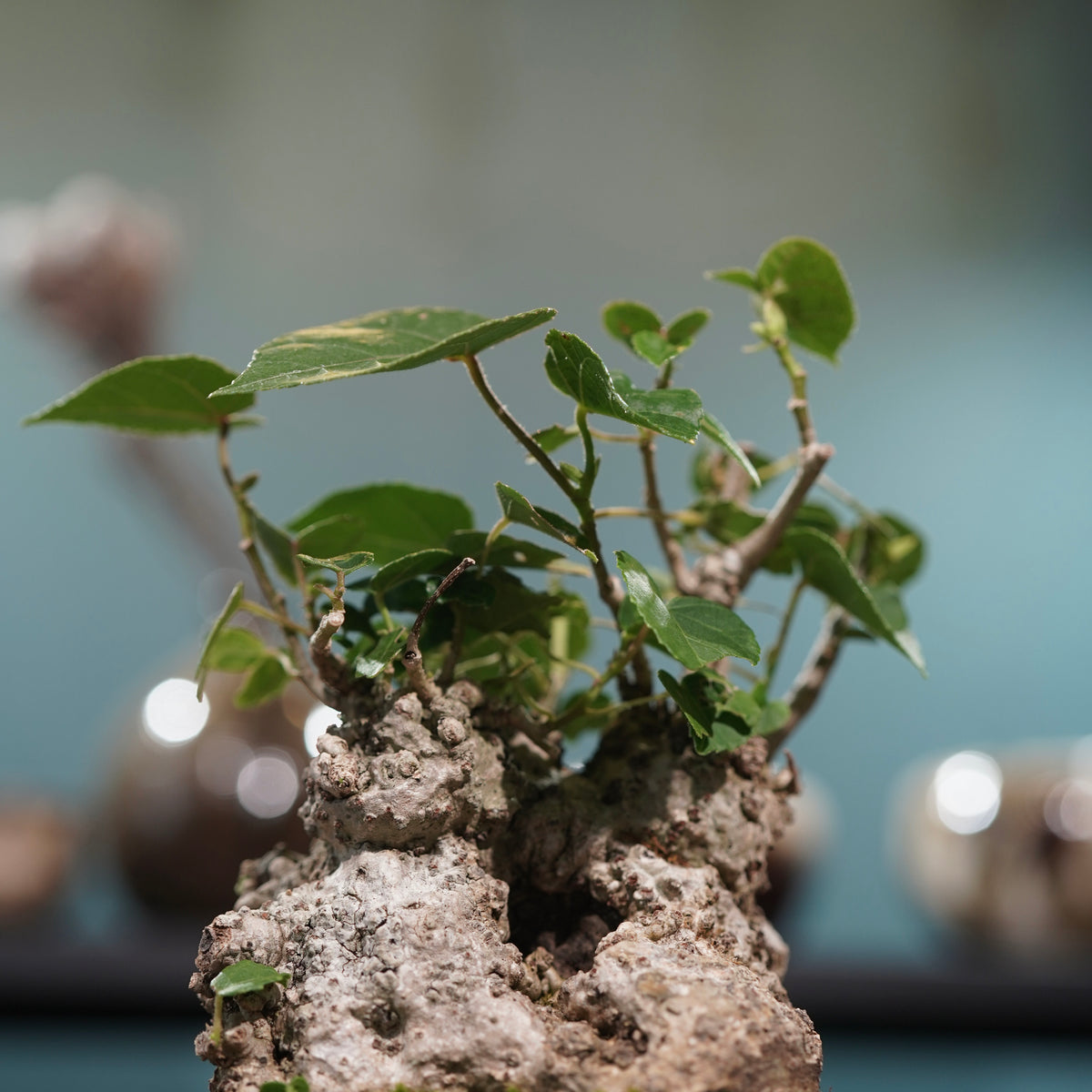 Hibiscus tiliaceus L.(オオハマボウ) × konect tokyo “fang” s
