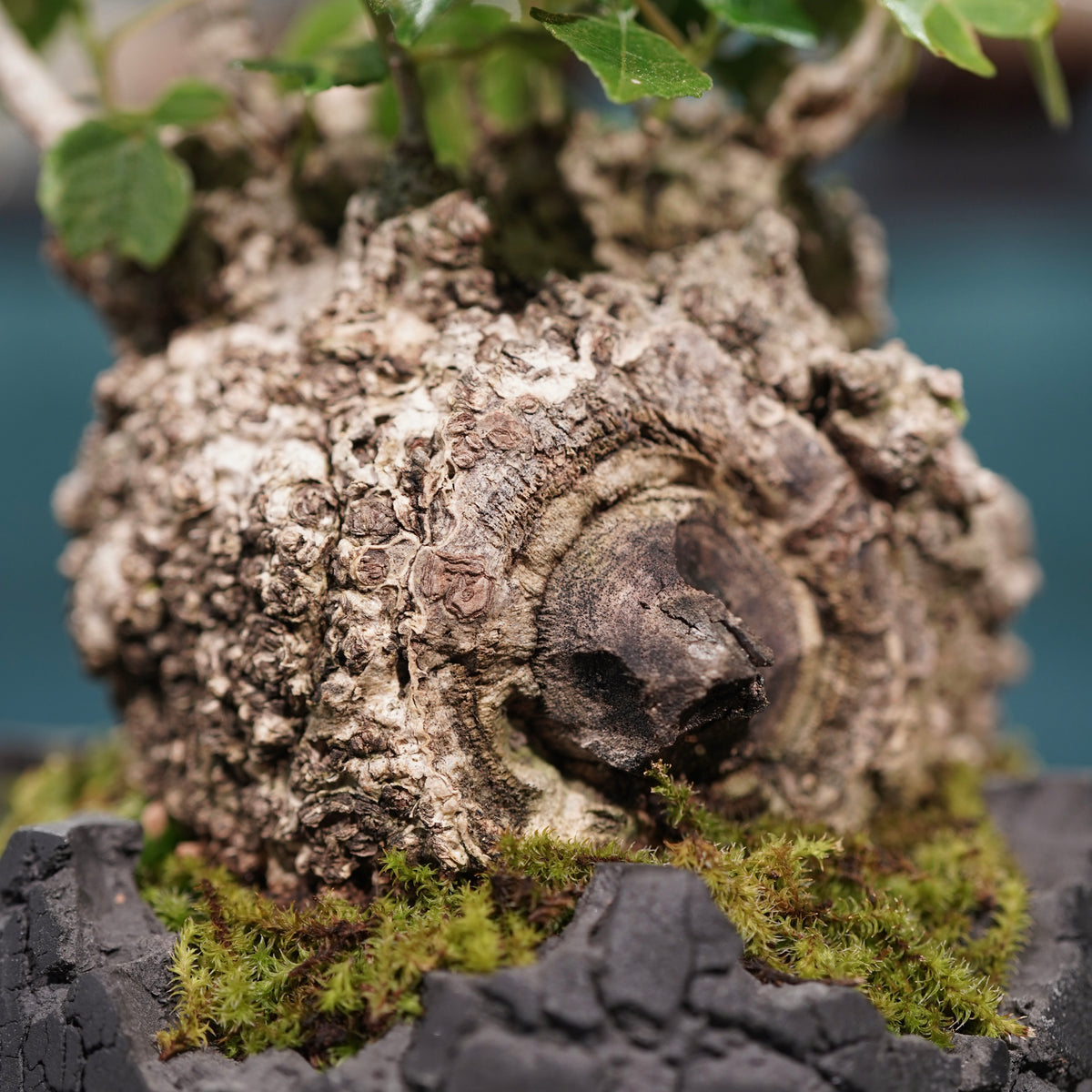 Hibiscus tiliaceus L.(オオハマボウ) × konect tokyo “fang” s