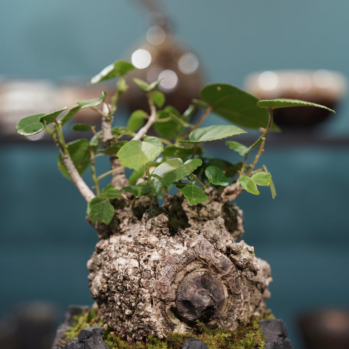 Hibiscus tiliaceus L.(オオハマボウ) × konect tokyo “fang” s