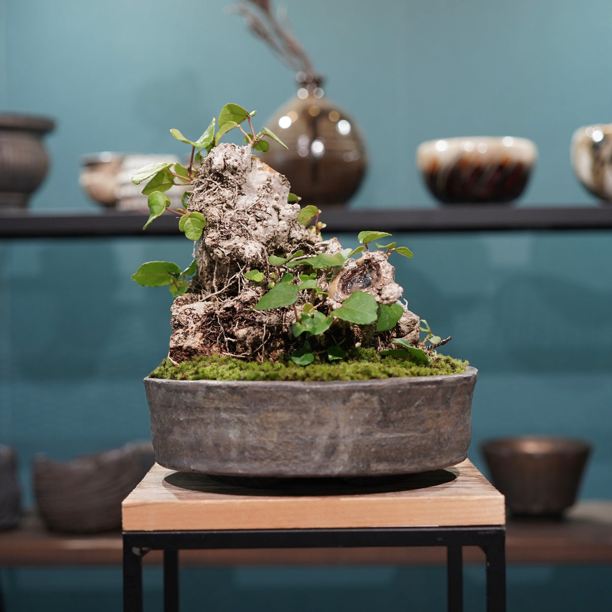 Hibiscus tiliaceus L.(オオハマボウ) × 小野瀬一 “archaic”