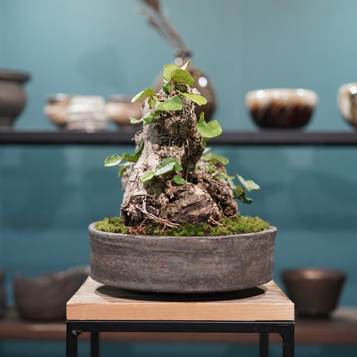 Hibiscus tiliaceus L.(オオハマボウ) × 小野瀬一 “archaic”