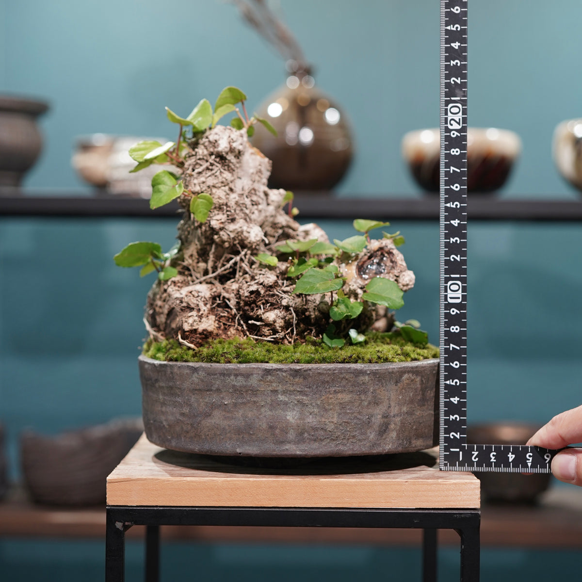 Hibiscus tiliaceus L.(オオハマボウ) × 小野瀬一 “archaic”