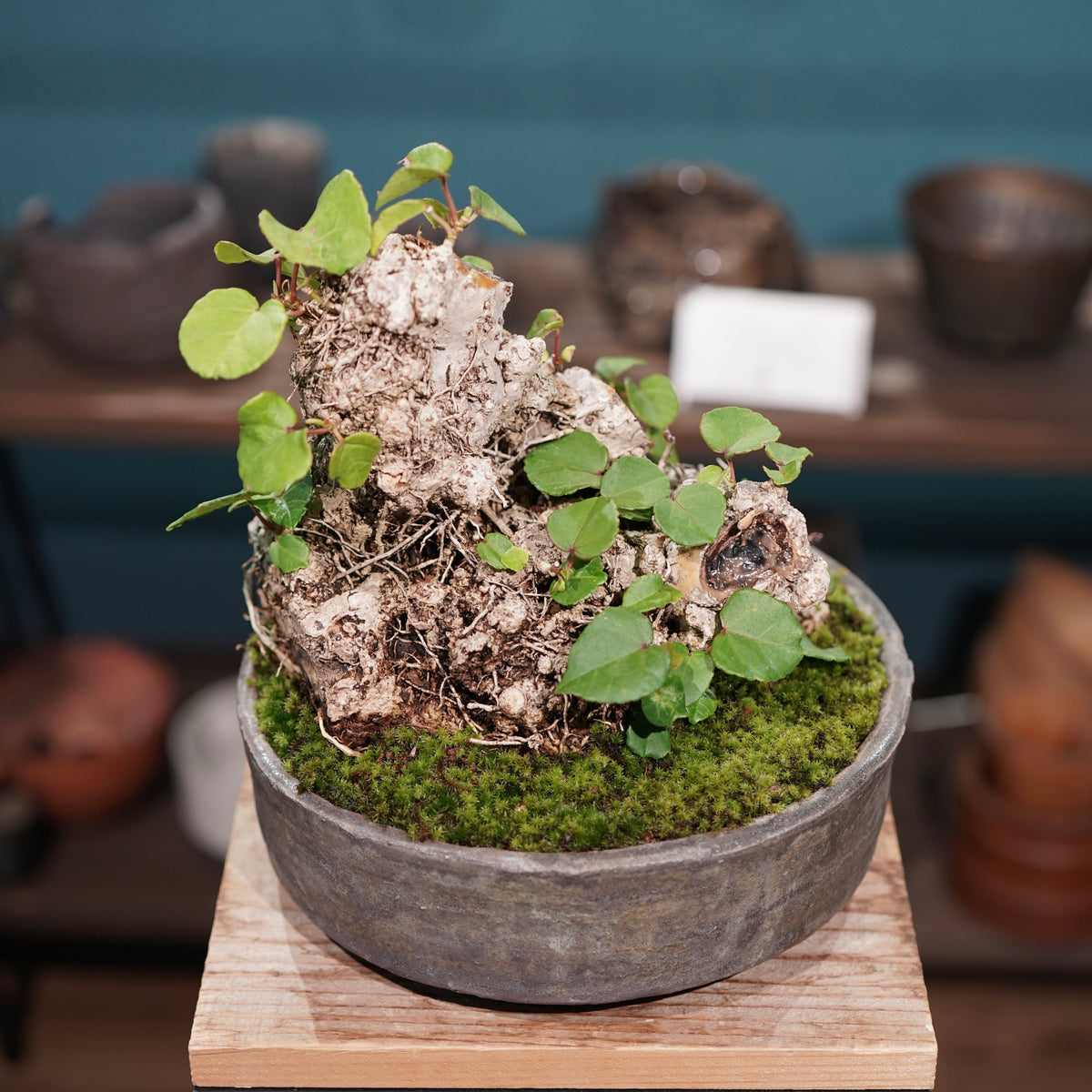 Hibiscus tiliaceus L.(オオハマボウ) × 小野瀬一 “archaic”