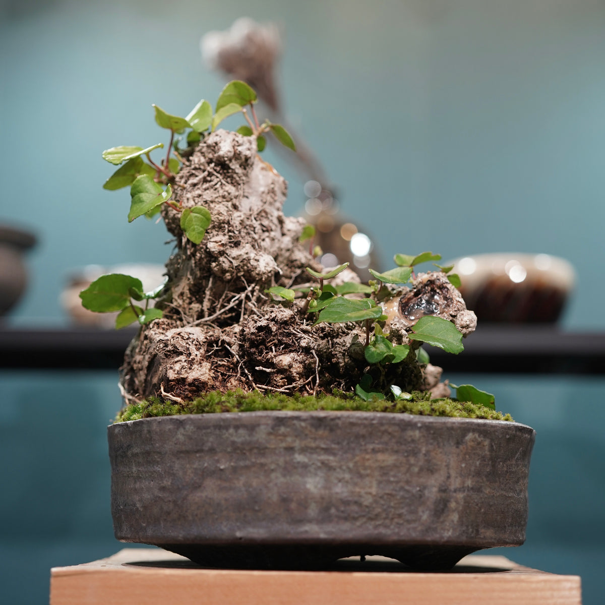 Hibiscus tiliaceus L.(オオハマボウ) × 小野瀬一 “archaic”