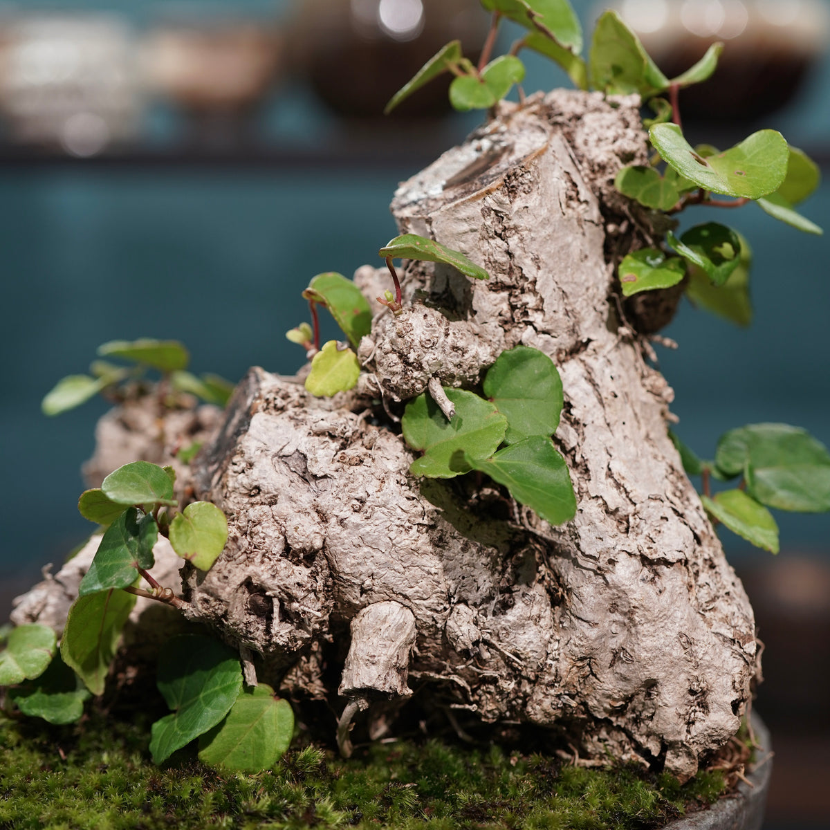 Hibiscus tiliaceus L.(オオハマボウ) × 小野瀬一 “archaic”