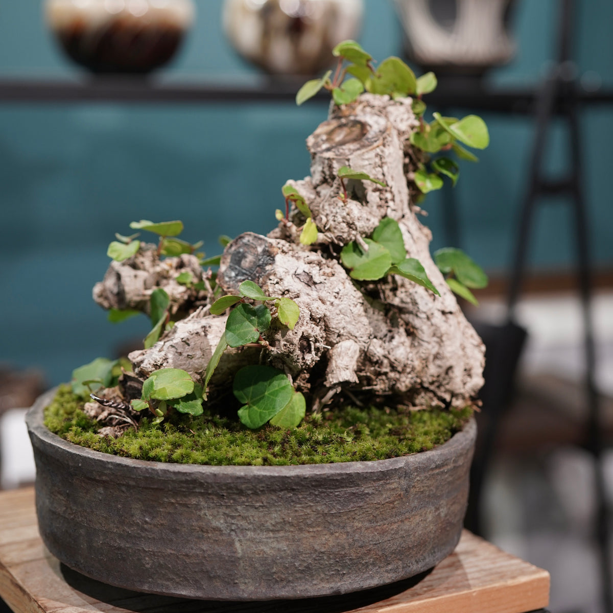 Hibiscus tiliaceus L.(オオハマボウ) × 小野瀬一 “archaic”