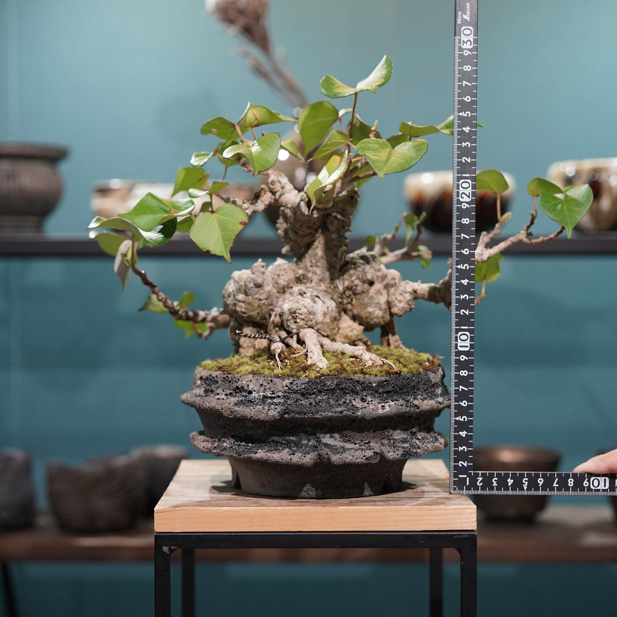 Hibiscus tiliaceus L. (オオハマボウ)× 宮島 將實”匣鉢穴窯灰埋焼成鉢”