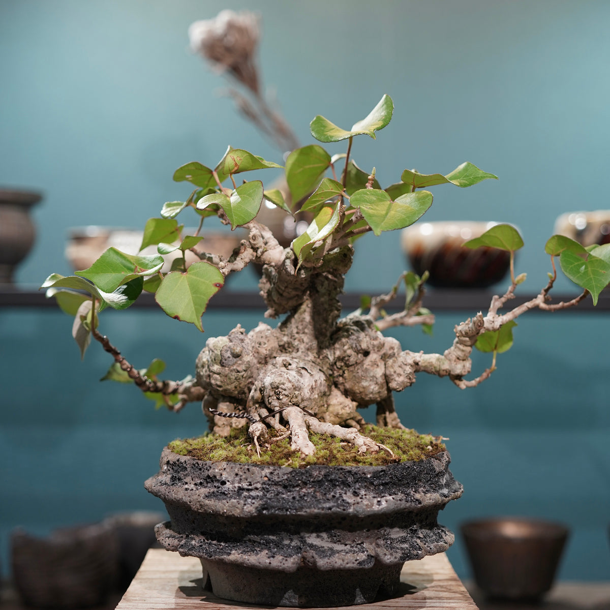 Hibiscus tiliaceus L. (オオハマボウ)× 宮島 將實”匣鉢穴窯灰埋焼成鉢”