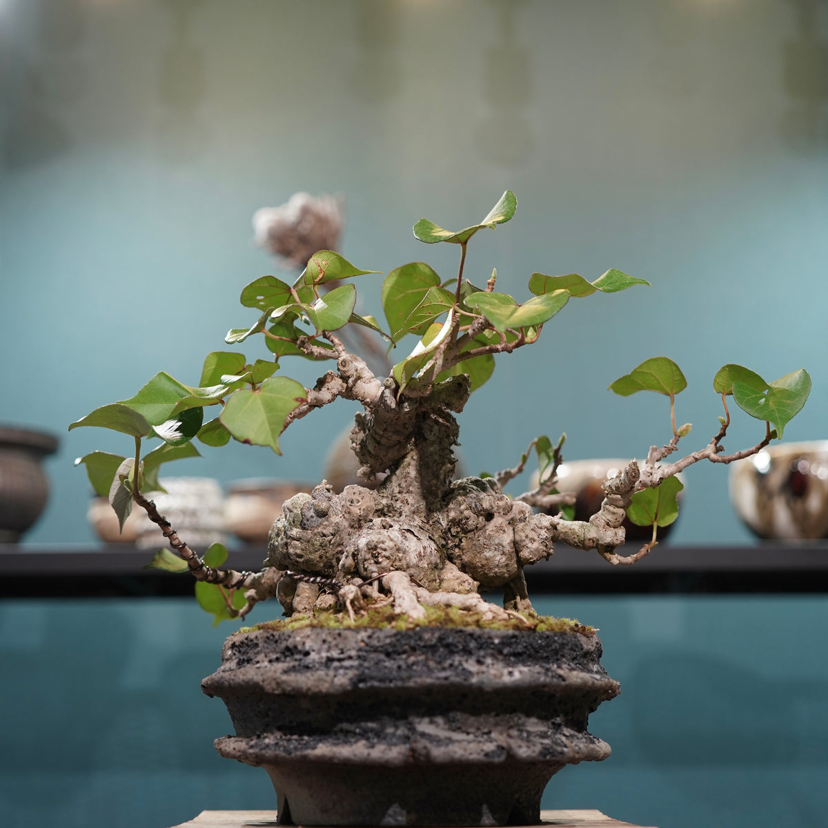 Hibiscus tiliaceus L. (オオハマボウ)× 宮島 將實”匣鉢穴窯灰埋焼成鉢”