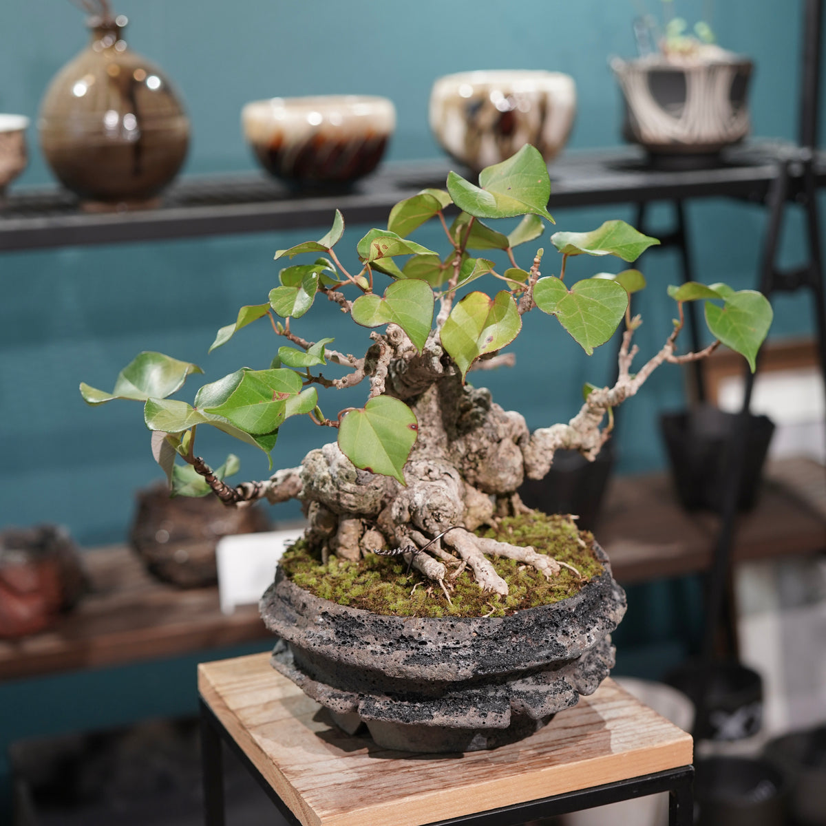 Hibiscus tiliaceus L. (オオハマボウ)× 宮島 將實”匣鉢穴窯灰埋焼成鉢”