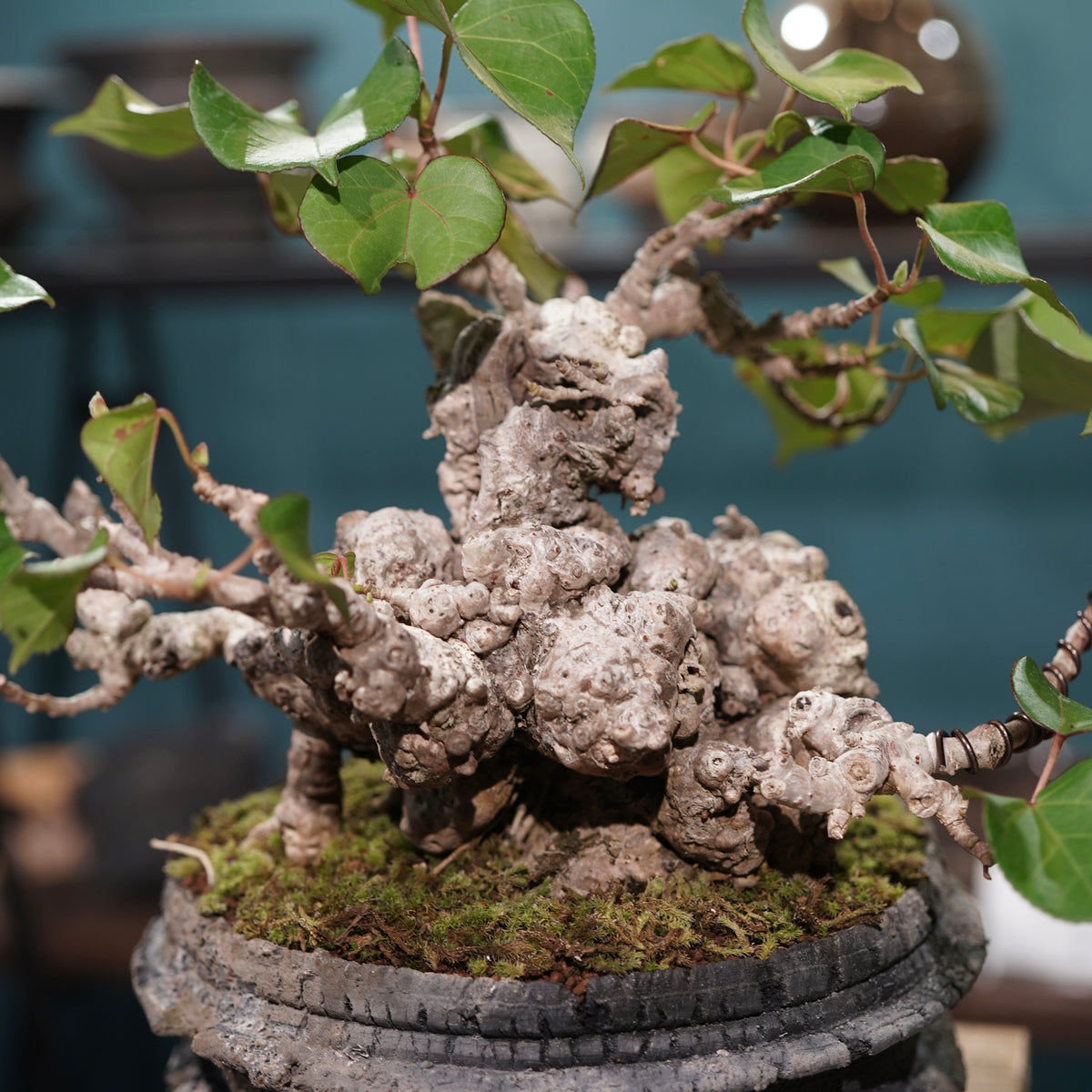 Hibiscus tiliaceus L. (オオハマボウ)× 宮島 將實”匣鉢穴窯灰埋焼成鉢”