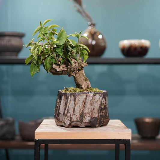 Old bougainvillea(古木ブーゲンビレア) × konect tokyo ”美濃焼” No.1