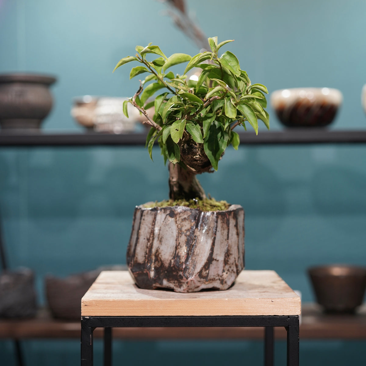 Old bougainvillea(古木ブーゲンビレア) × konect tokyo ”美濃焼” No.1