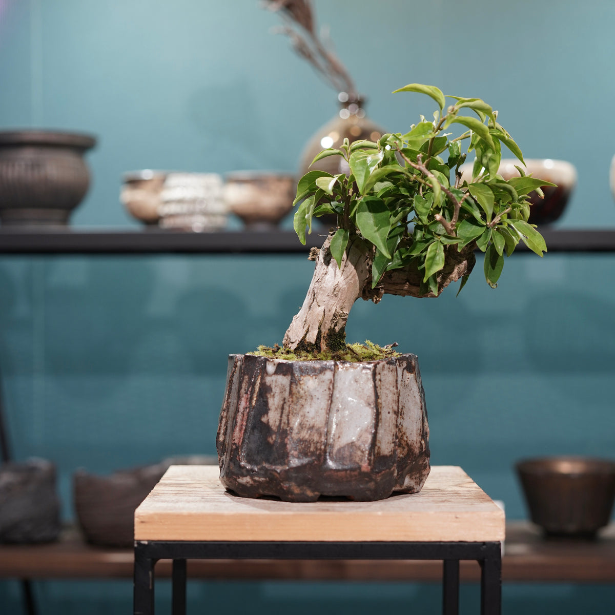 Old bougainvillea(古木ブーゲンビレア) × konect tokyo ”美濃焼” No.1