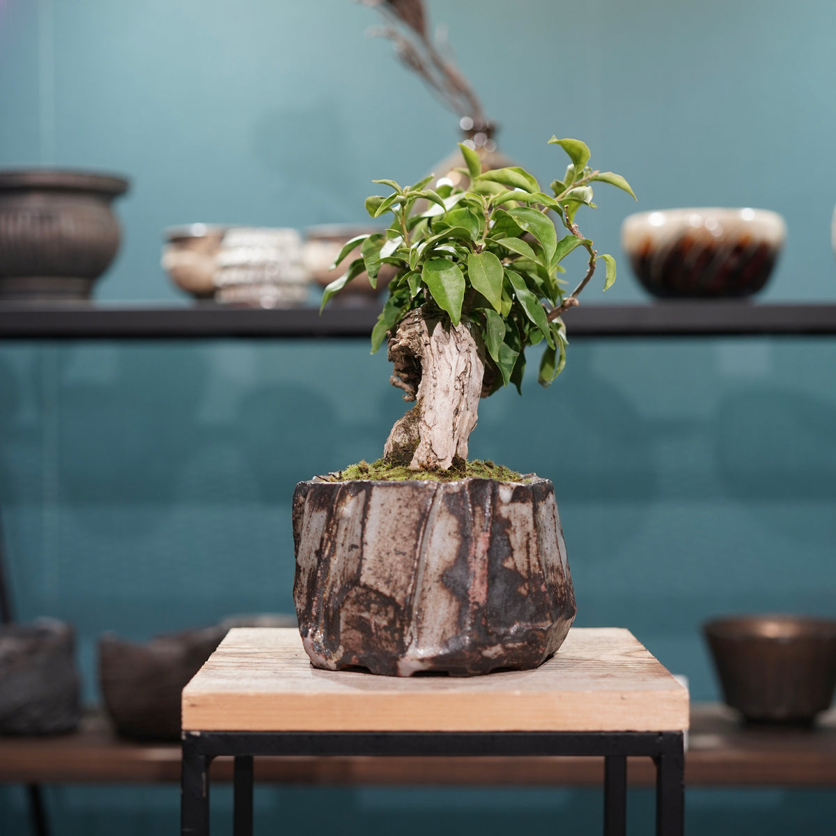 Old bougainvillea(古木ブーゲンビレア) × konect tokyo ”美濃焼” No.1