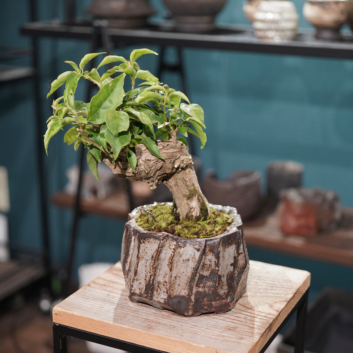 Old bougainvillea(古木ブーゲンビレア) × konect tokyo ”美濃焼” No.1