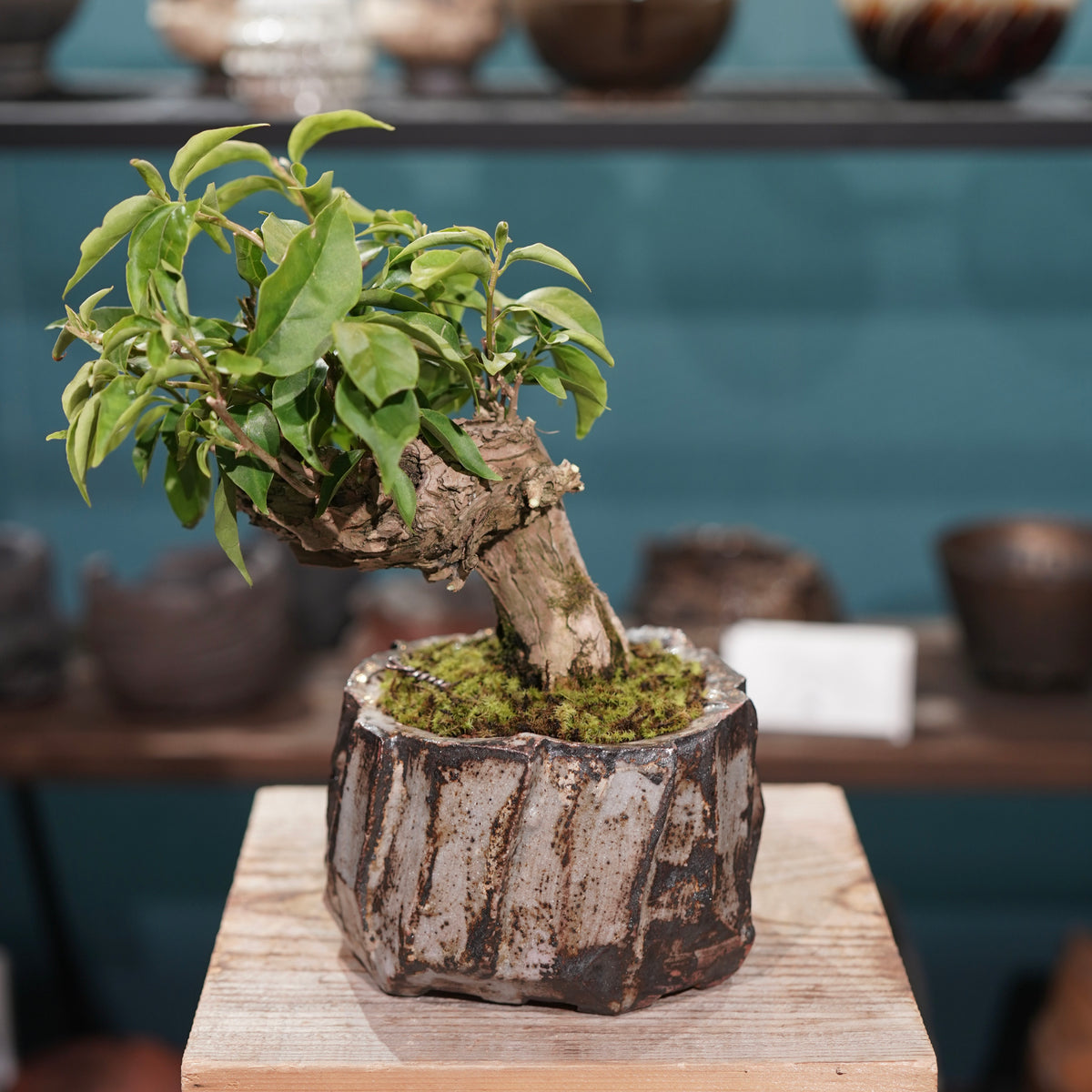 Old bougainvillea(古木ブーゲンビレア) × konect tokyo ”美濃焼” No.1