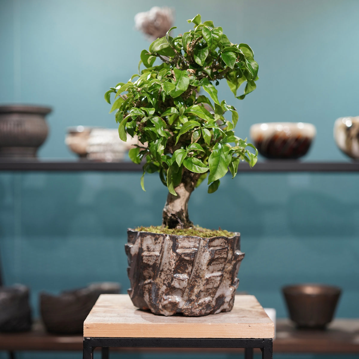 Old bougainvillea(古木ブーゲンビレア) × konect tokyo ”美濃焼” No.2