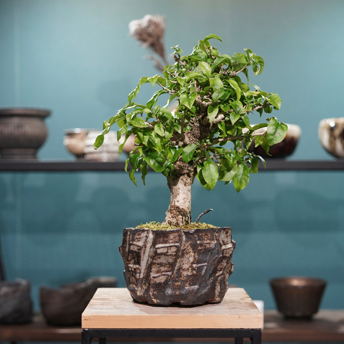 Old bougainvillea(古木ブーゲンビレア) × konect tokyo ”美濃焼” No.2