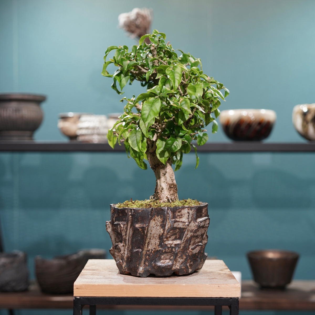 Old bougainvillea(古木ブーゲンビレア) × konect tokyo ”美濃焼” No.2