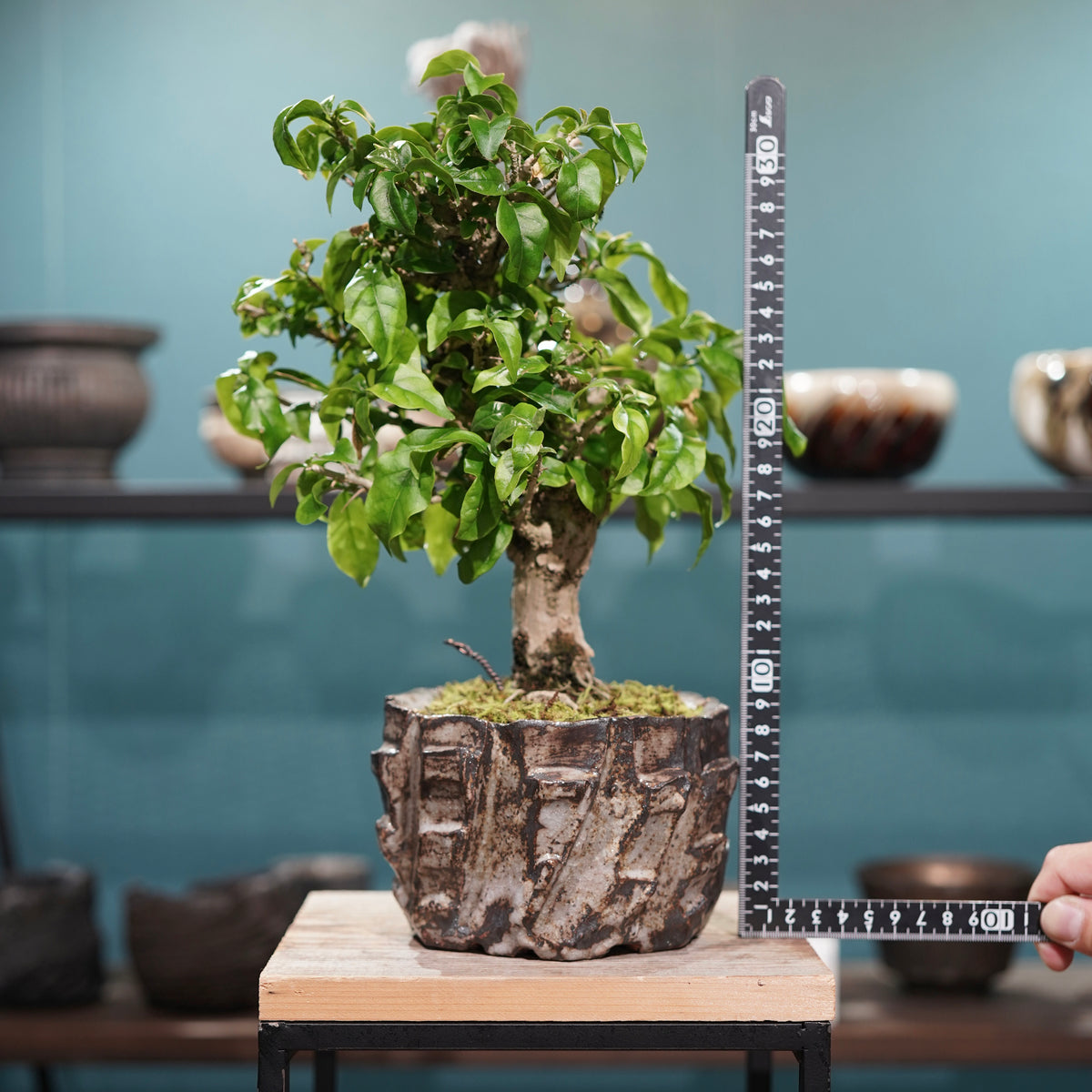 Old bougainvillea(古木ブーゲンビレア) × konect tokyo ”美濃焼” No.2