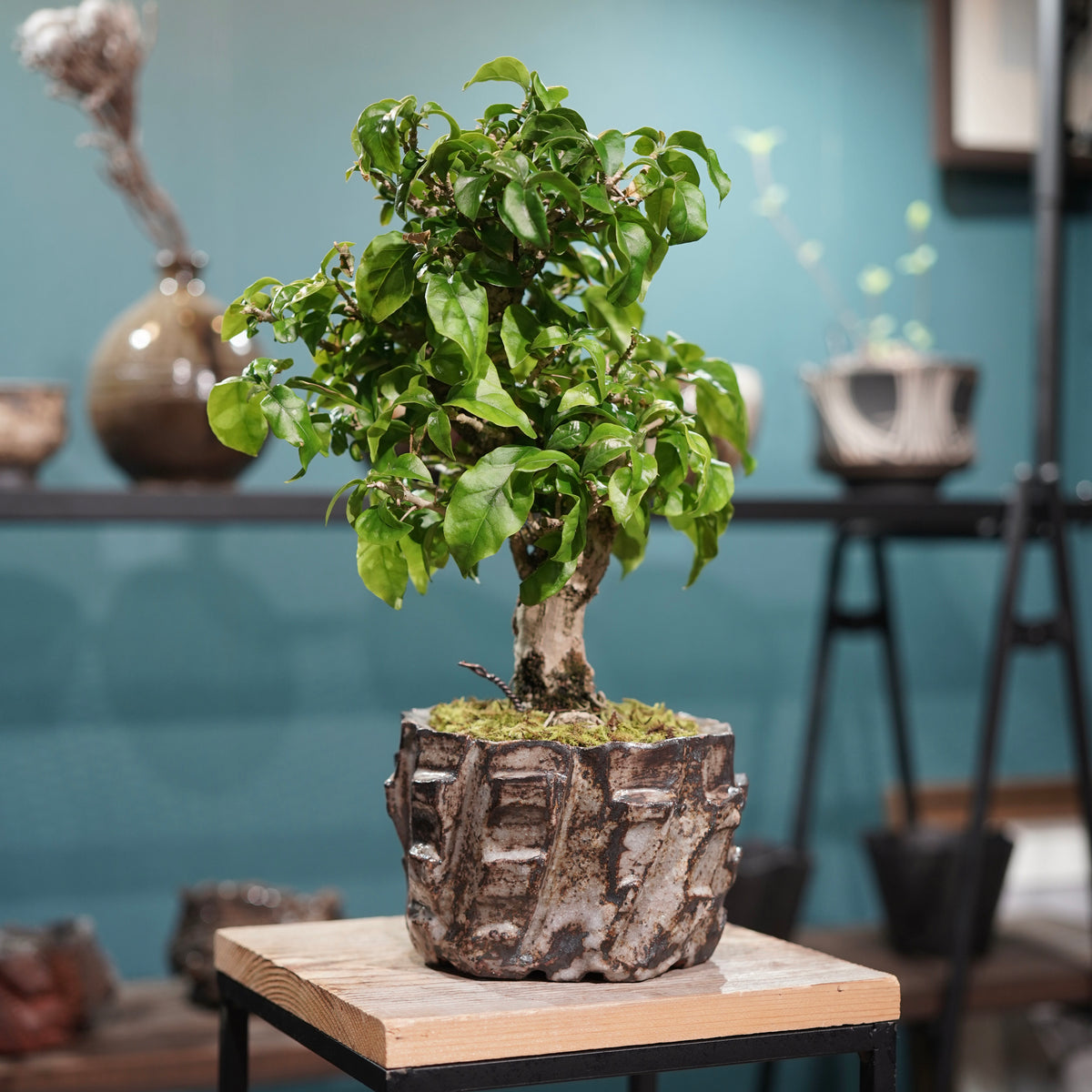 Old bougainvillea(古木ブーゲンビレア) × konect tokyo ”美濃焼” No.2