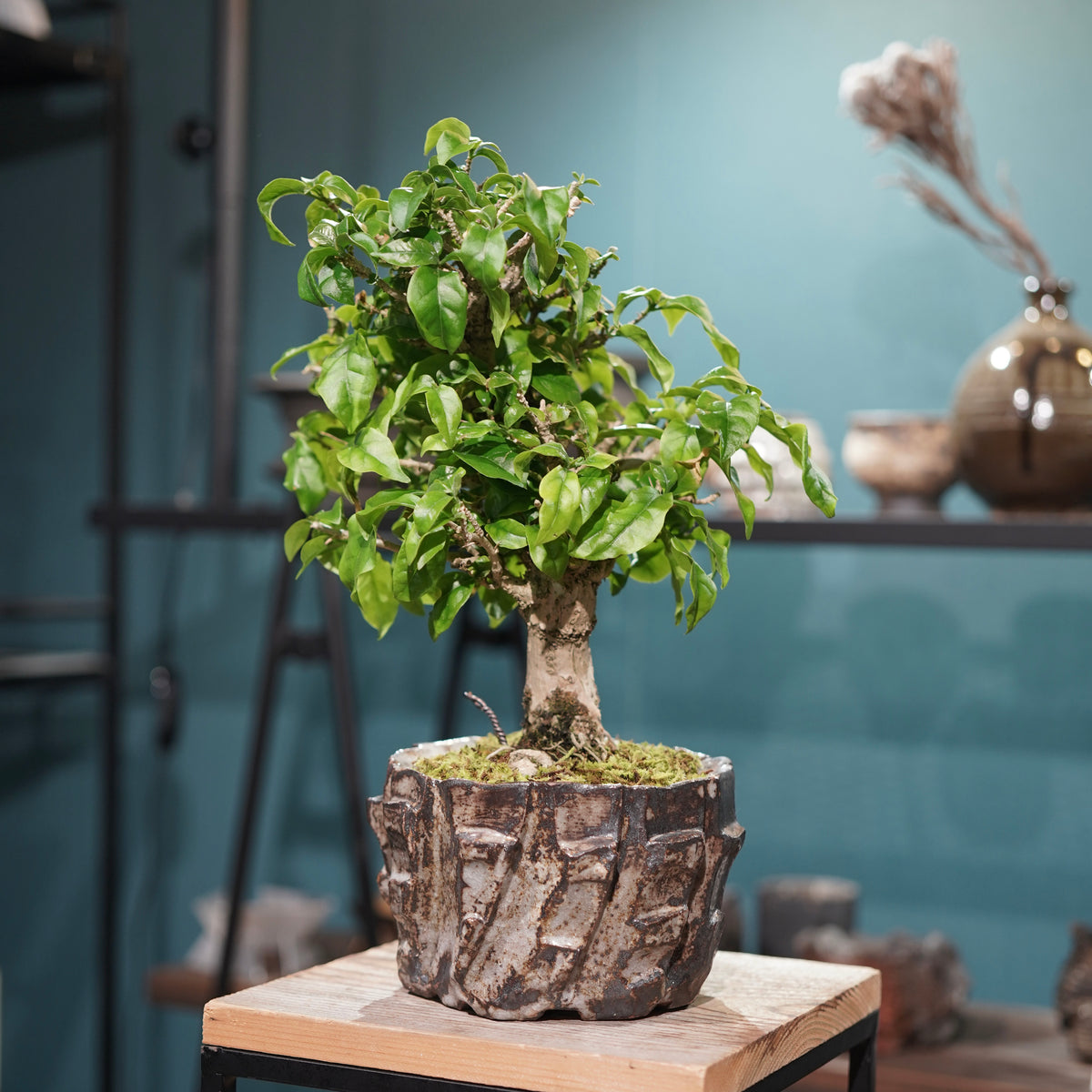 Old bougainvillea(古木ブーゲンビレア) × konect tokyo ”美濃焼” No.2