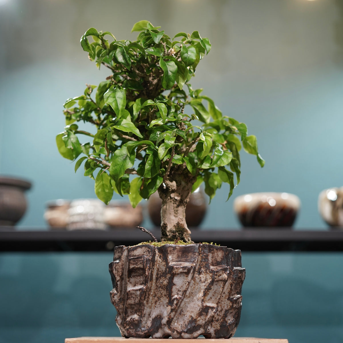 Old bougainvillea(古木ブーゲンビレア) × konect tokyo ”美濃焼” No.2