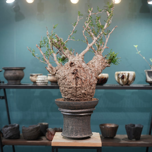 Operculicarya pachypus(オペルクリカリア・パキプス) × dairoku_pottery“金属結晶鉢”