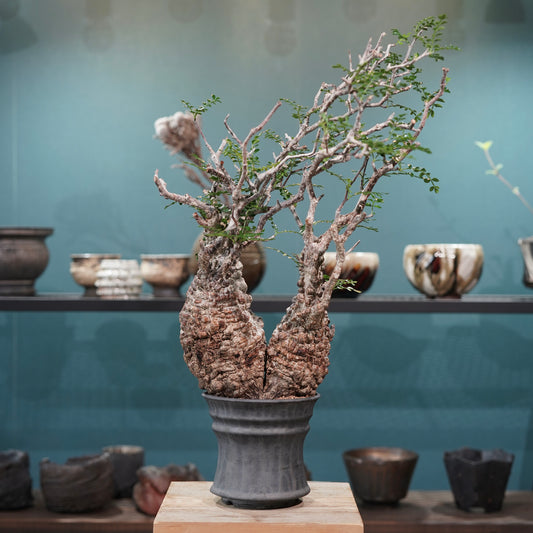 Operculicarya pachypus(オペルクリカリア・パキプス) × dairoku_pottery“黒銀青鉢”