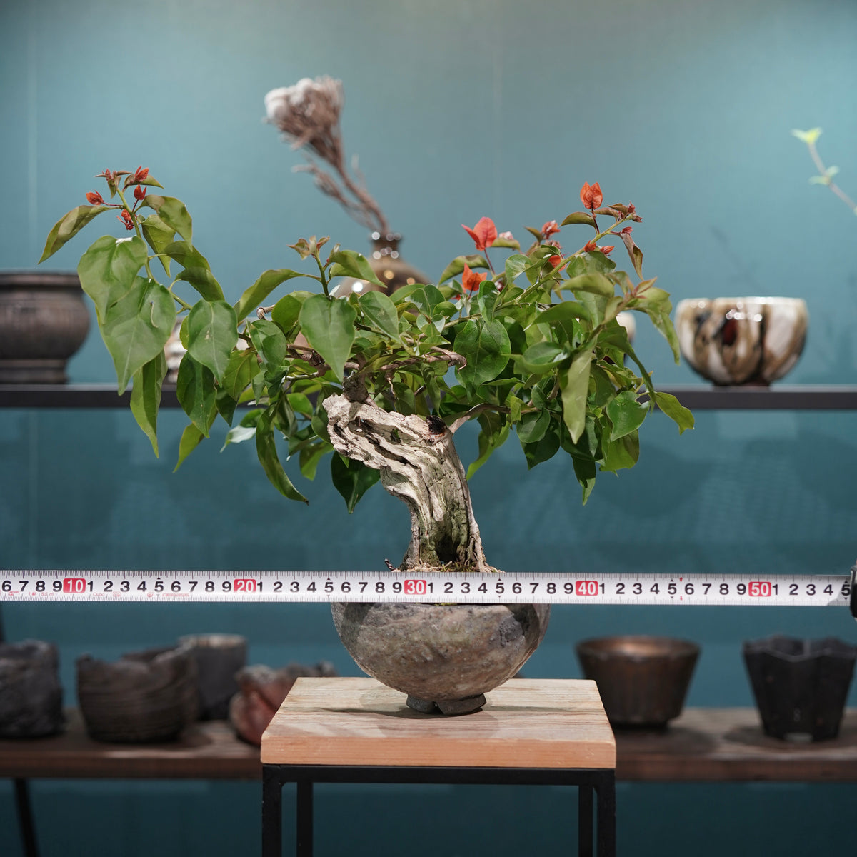 Old bougainvillea(古木ブーゲンビレア) × 宮島 將實 ”匣鉢穴窯灰埋焼成鉢”
