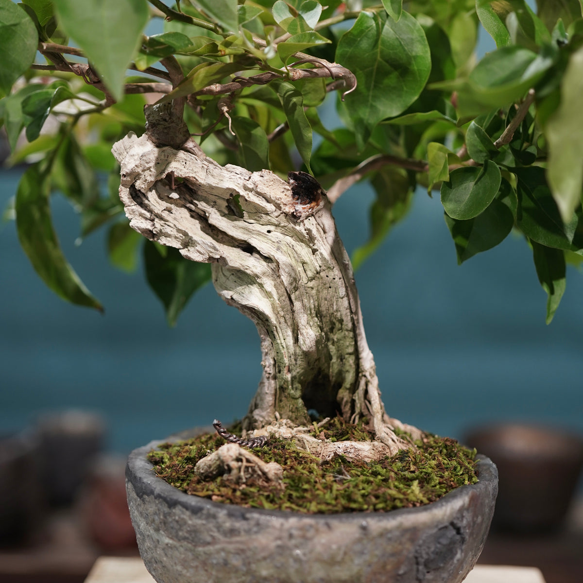Old bougainvillea(古木ブーゲンビレア) × 宮島 將實 ”匣鉢穴窯灰埋焼成鉢”