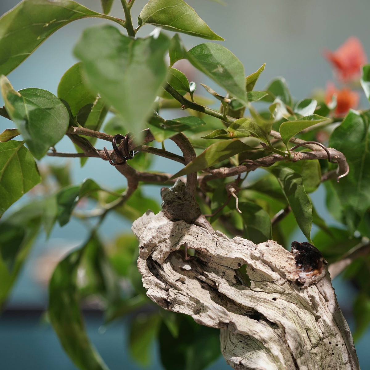 Old bougainvillea(古木ブーゲンビレア) × 宮島 將實 ”匣鉢穴窯灰埋焼成鉢”