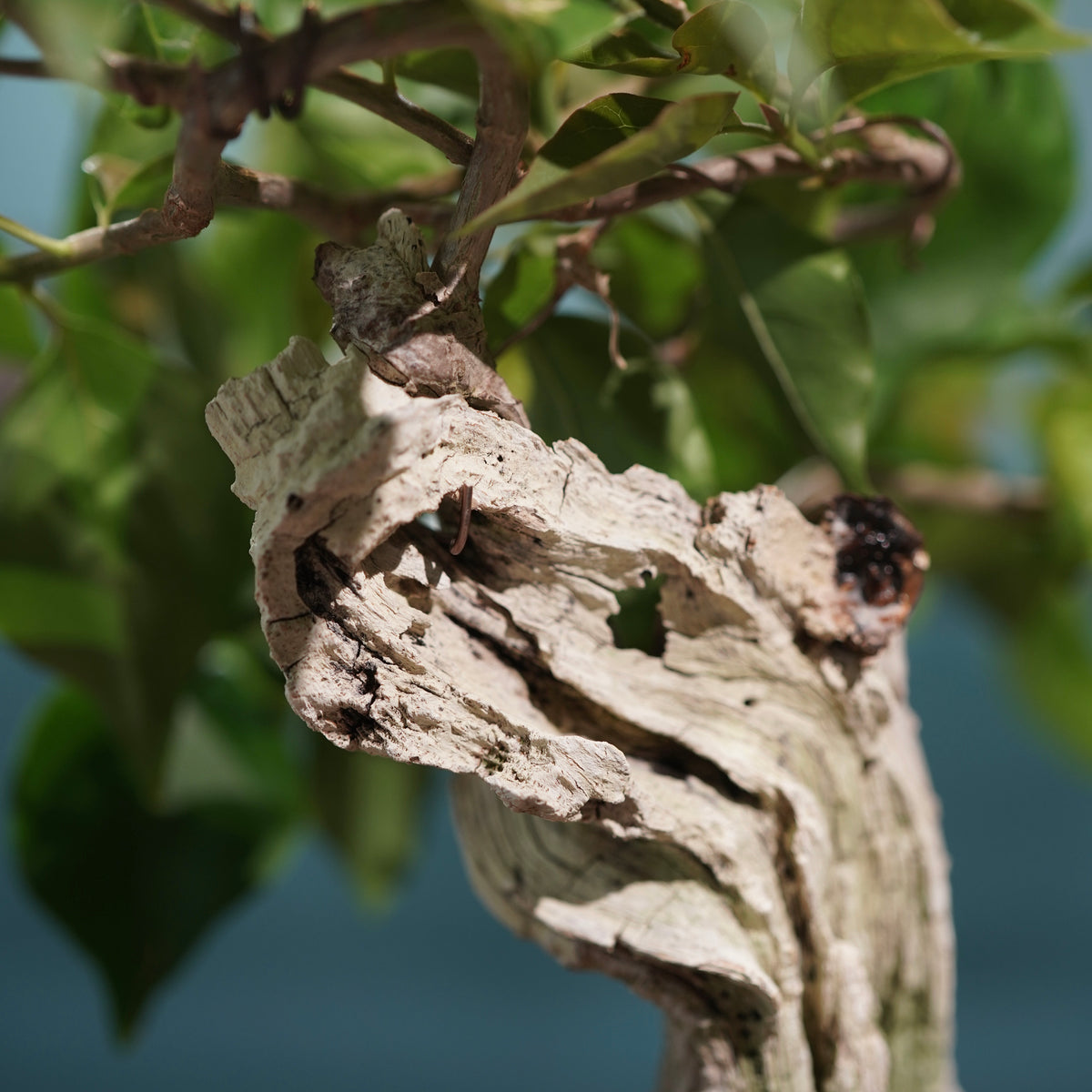 Old bougainvillea(古木ブーゲンビレア) × 宮島 將實 ”匣鉢穴窯灰埋焼成鉢”