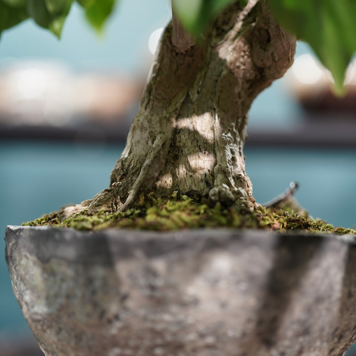 Old bougainvillea(古木ブーゲンビレア) × 宮島 將實 ”匣鉢穴窯灰埋焼成鉢”
