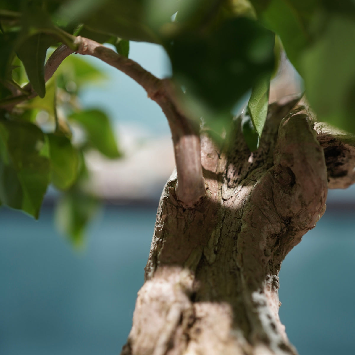 Old bougainvillea(古木ブーゲンビレア) × 宮島 將實 ”匣鉢穴窯灰埋焼成鉢”